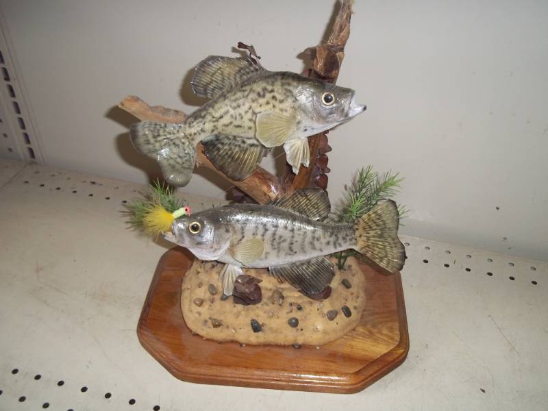 lot 274 image: Crappie Mount  12inches tall