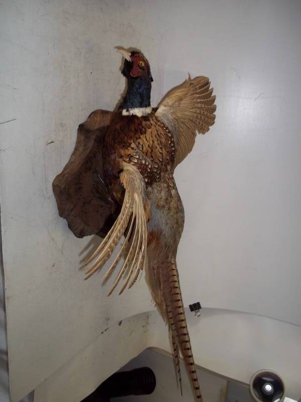 lot 3 image: Pheasant Mount