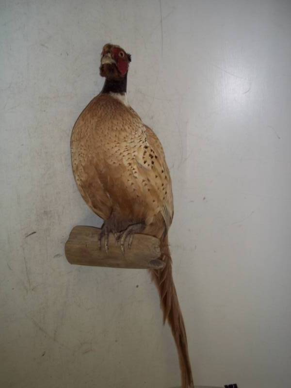 lot 4 image: Pheasant Mount