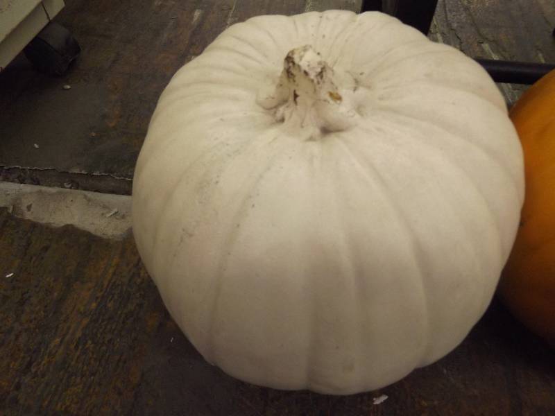 lot 122 image: Stool and  Pumpkins