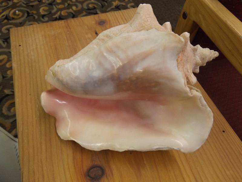lot 124 image: Shell