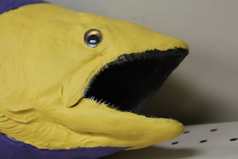 lot 119 image: Large Taxidermey Purple and Gold Fish
