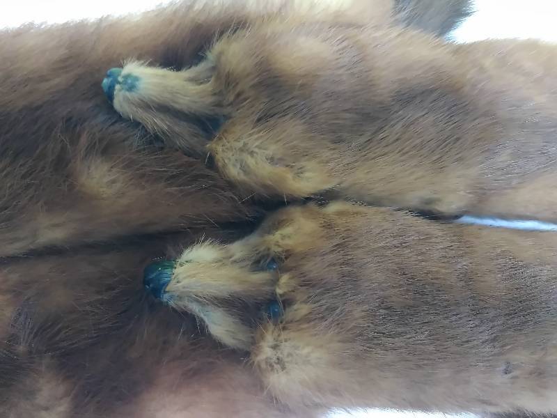 Vintage Mink Stole