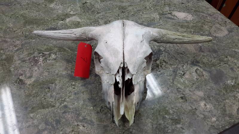 Cattle skull