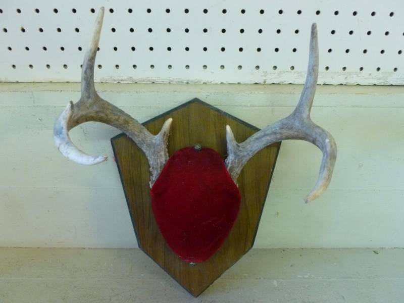 lot 147 image: Deer Antler