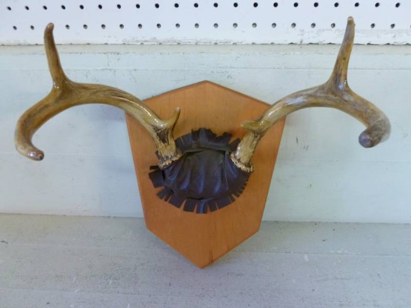 lot 148 image: Deer Antler