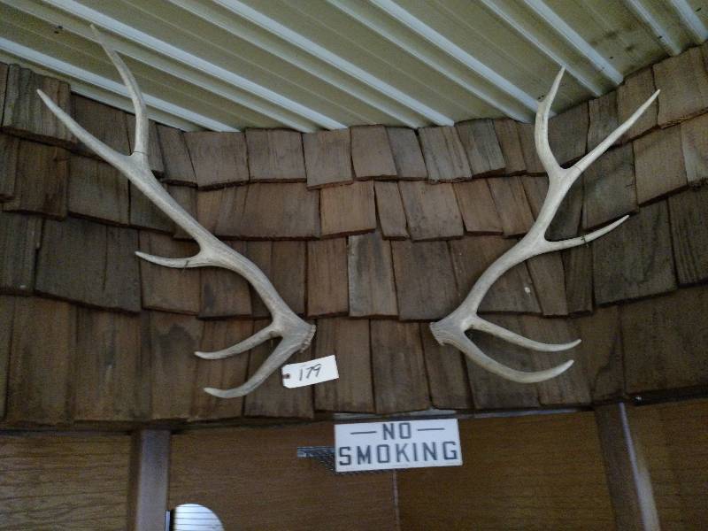 lot 179 image: Elk Antlers...