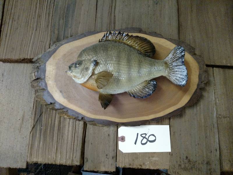 lot 180 image: Bluegill Mount...