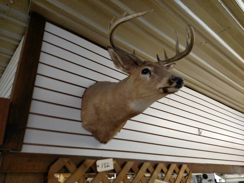 lot 182 image: White Tail Deer Mount...