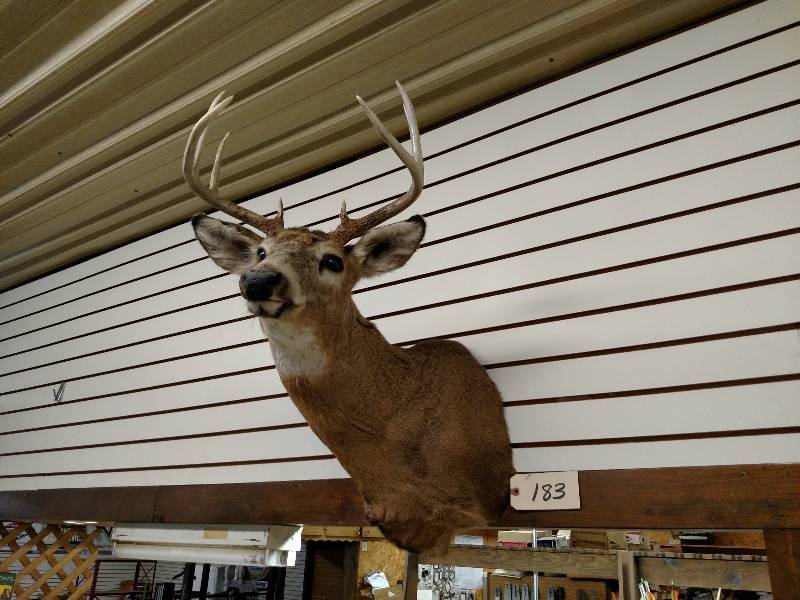 lot 183 image: White Tail Deer Mount...