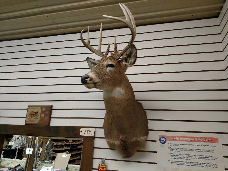 lot 184 image: White Tail Deer Mount...