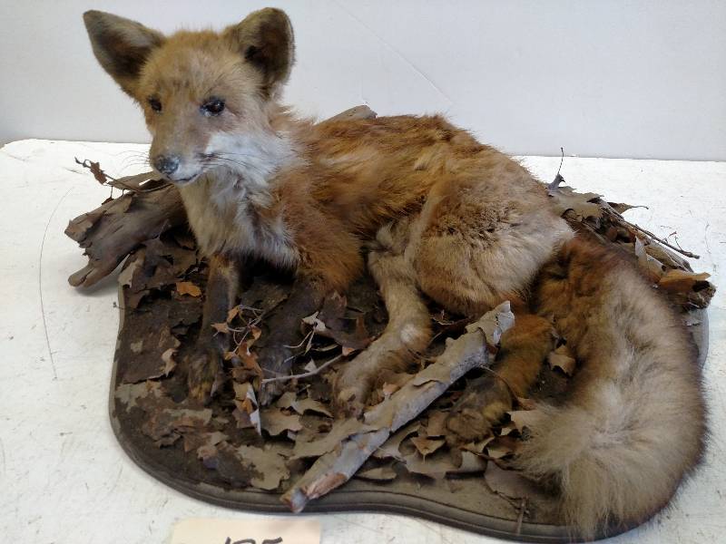 lot 185 image: Red Fox Mount (Very Fragile, Dusty ...