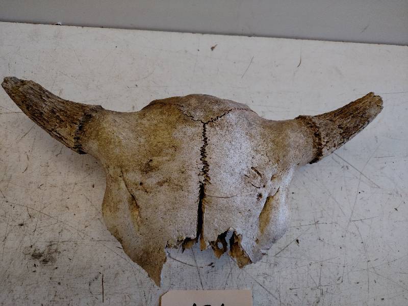 lot 186 image: Buffalo Skull...