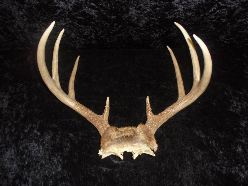 Antlers