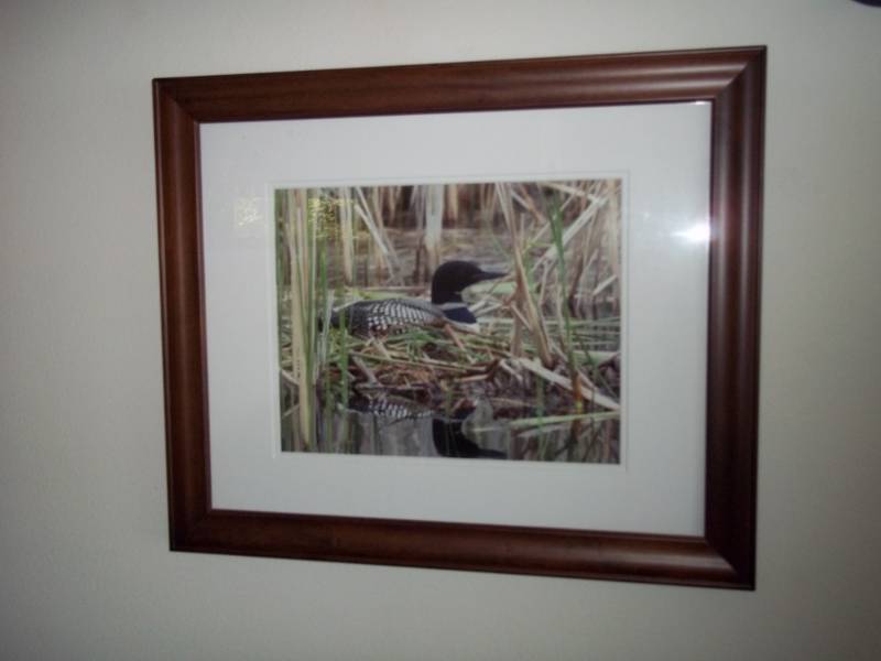 loon print framed 19 x 23