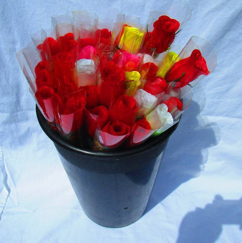 NEW BUCKET OF ROSES