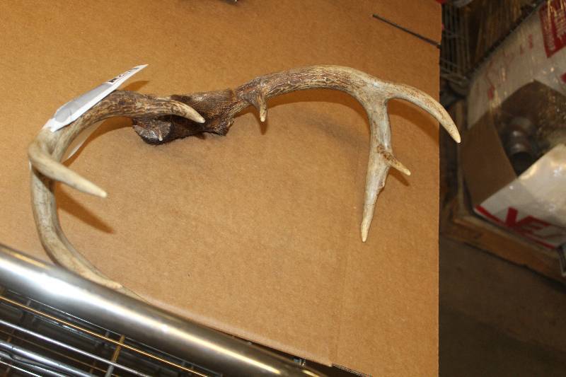lot 36 image: Antlers