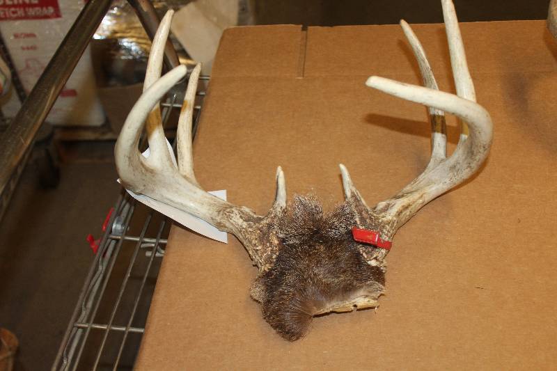 lot 35 image: Antlers
