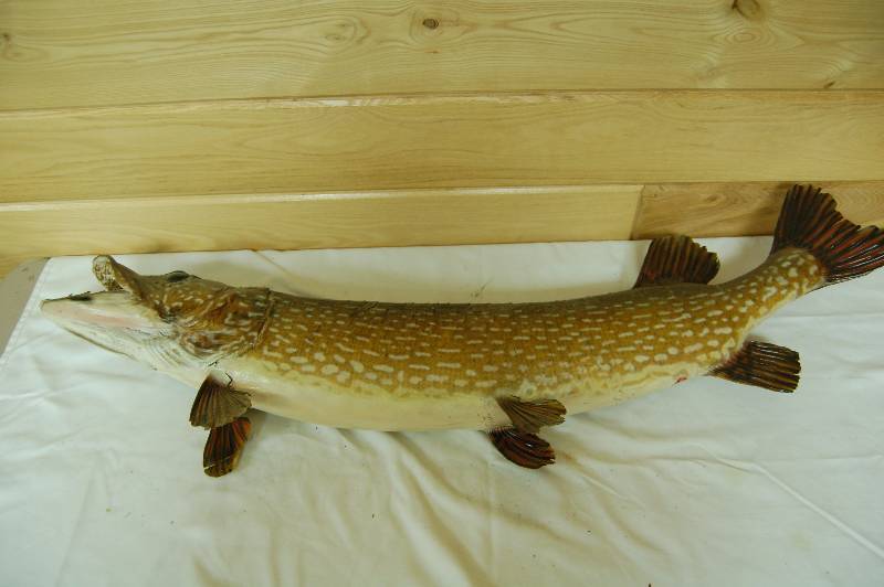lot 233 image: Wall Mounted Fish
