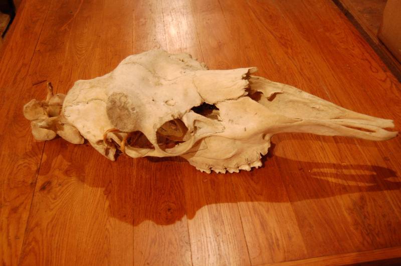 lot 505 image: Cow Skull