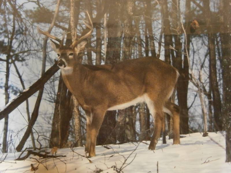 Deer Picture 16 X 20