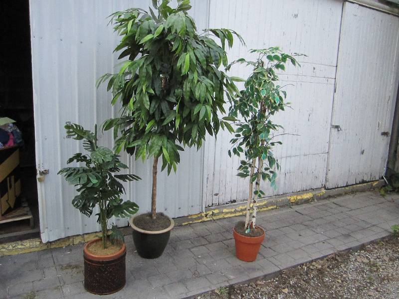 lot 8 image: Lot of silk plants...