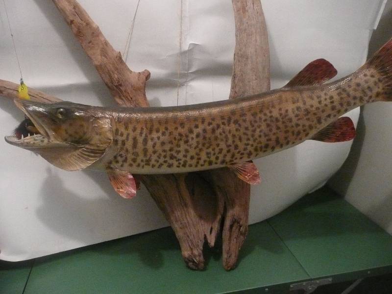 lot 6 image: LARGE VINTAGE MUSKIE MOUNT - VERY COOL MOUNT FISH APPROX 41IN