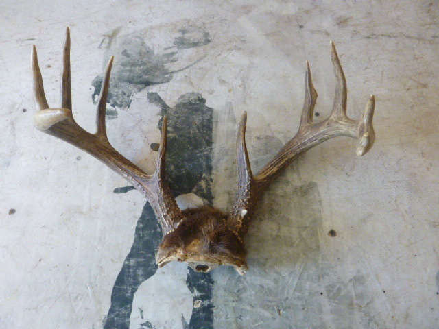 lot 400 image: 9 Point Antlers