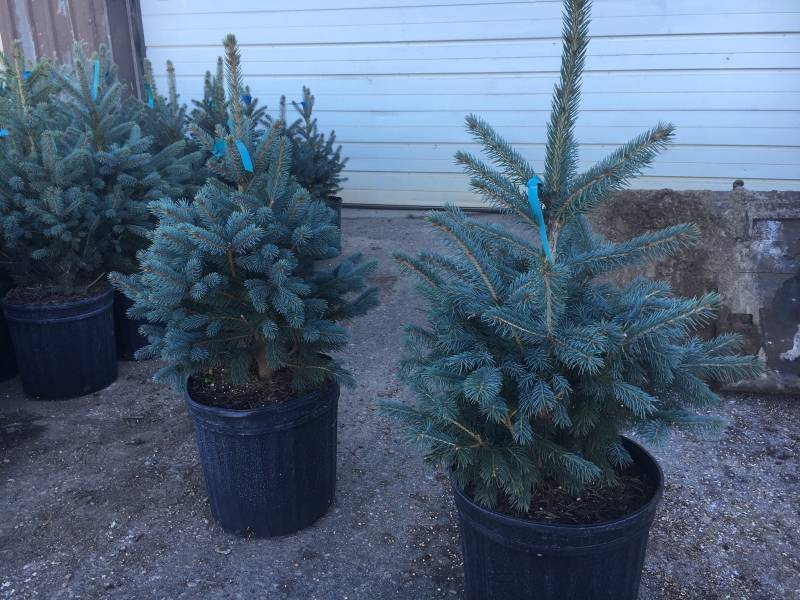 Colorado Blue Spruce Tree, Potted &... LE Nursery Stock 23 KBID
