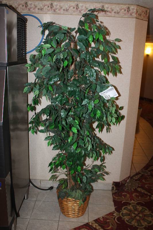 lot 621 image: Decorative Ficus Tree