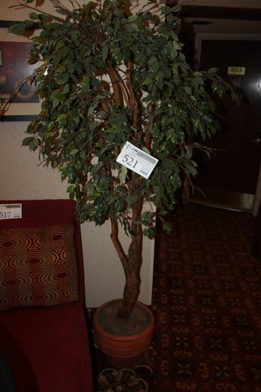 lot 521 image: Decorative Ficus Tree