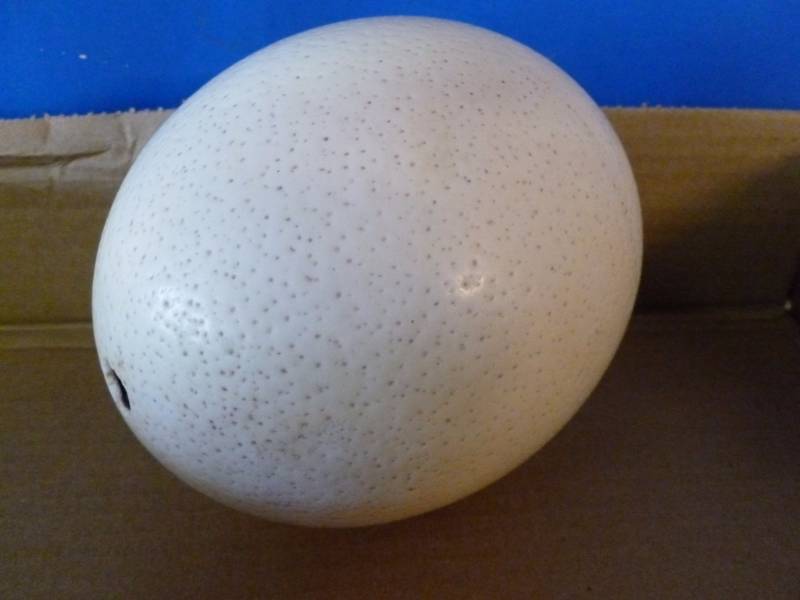 lot 32 image: Ostrich Egg