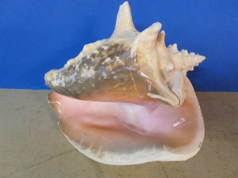 lot 148 image: Seashell