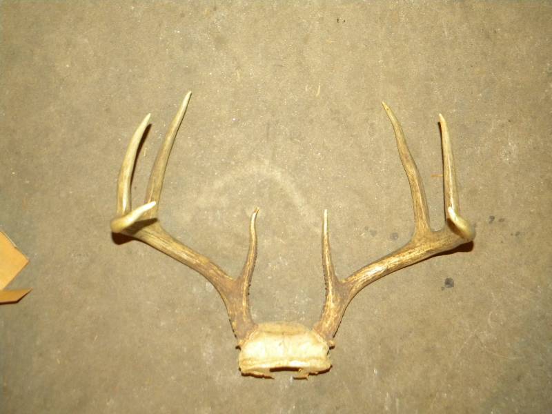 8 Point Deer Antlers