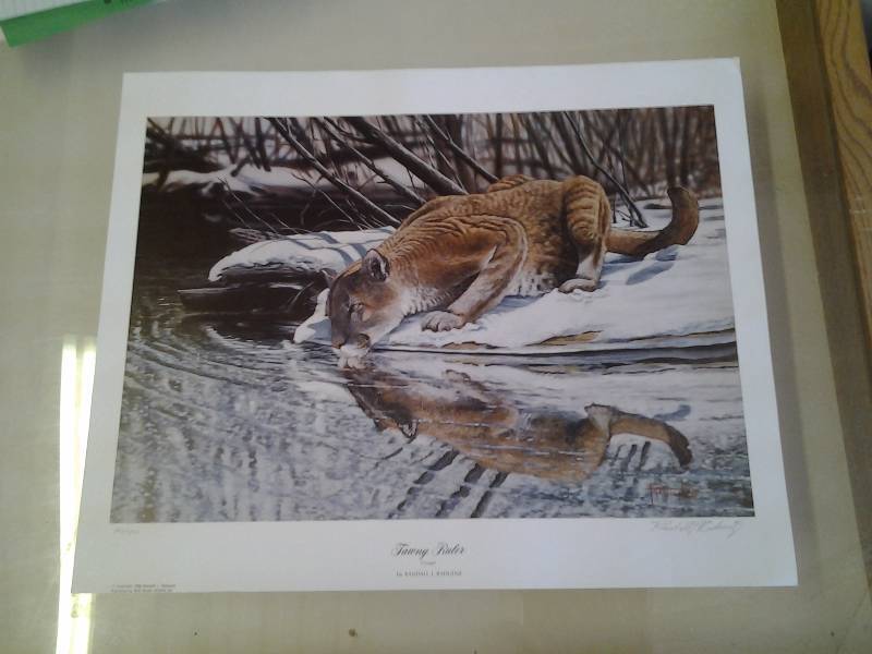 Signed & Numbered Print By Randall J Raduenz -Tawny Ruler- 22x18