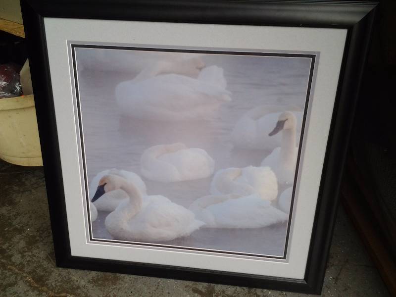 Custom Framed Print 29x29 Black & White Swans