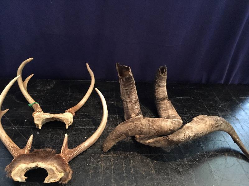 Deer Antlers & Mt Goat Horns