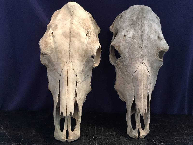 Two Bull Skulls
