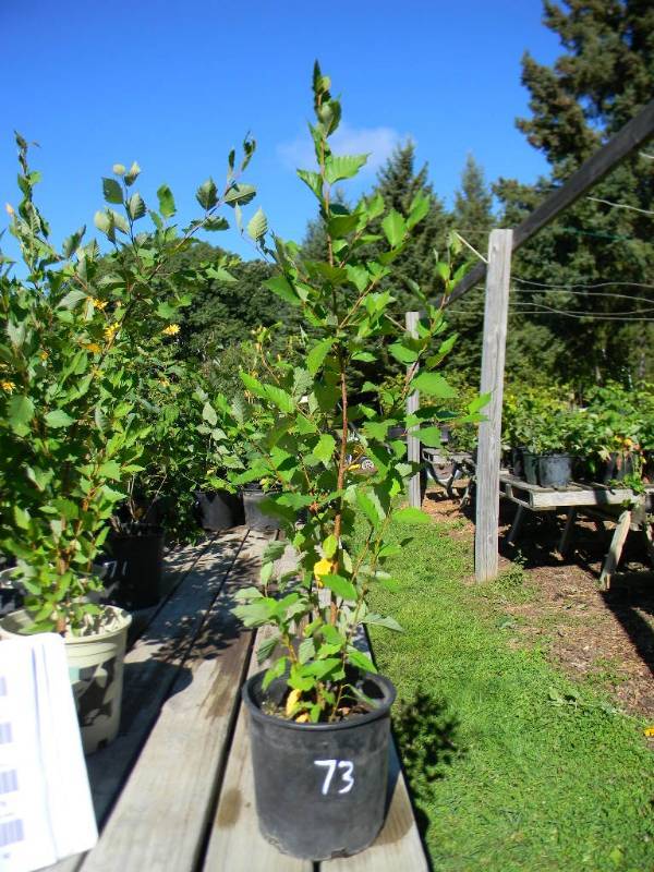 River Birch, 2.5 - 3 ft. tall, 2 gallon