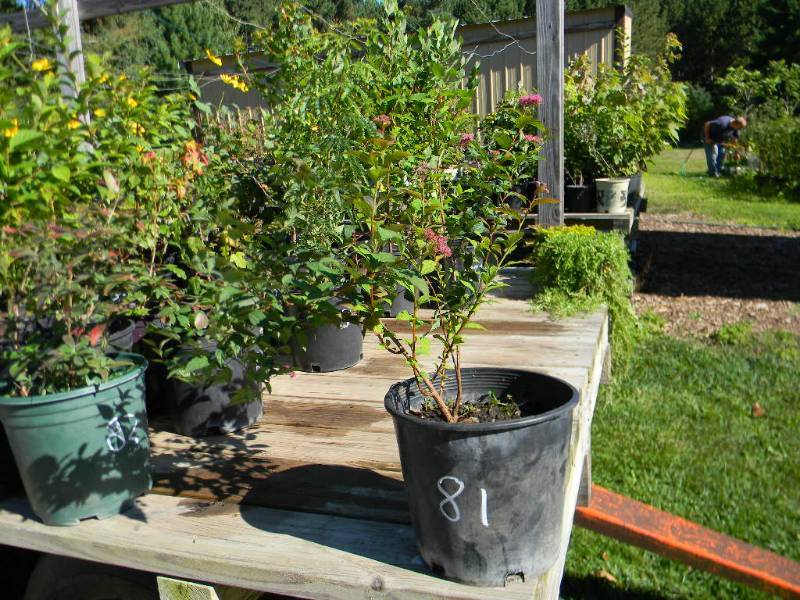 Anthony Waterer Spirea, 2 gallon