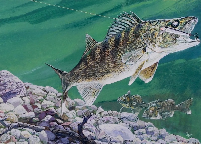 1 Set of 8 Rapala Collectible Lithograph Freshwater Prints (full print 10.5 x 12.5)