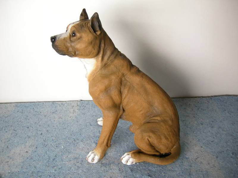 Staffordshire Terrier