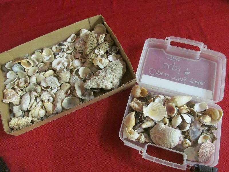 lot 158 image: Sea Shells
