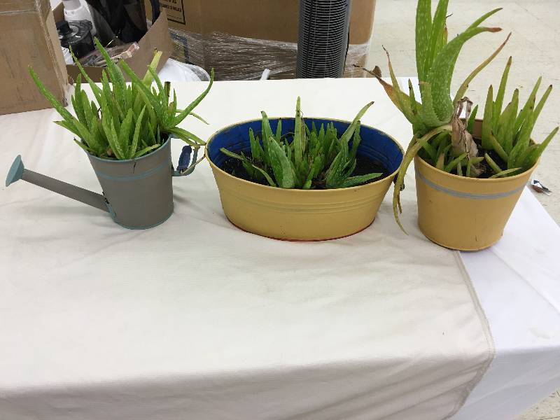 lot 501 image: aloe plants