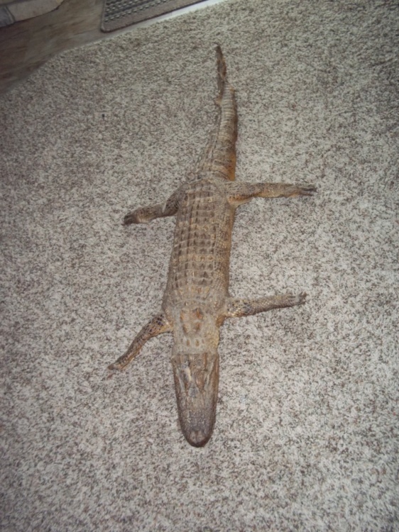 46 Stuffed Alligator