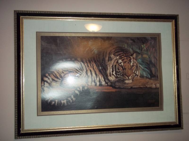 Lion Picture