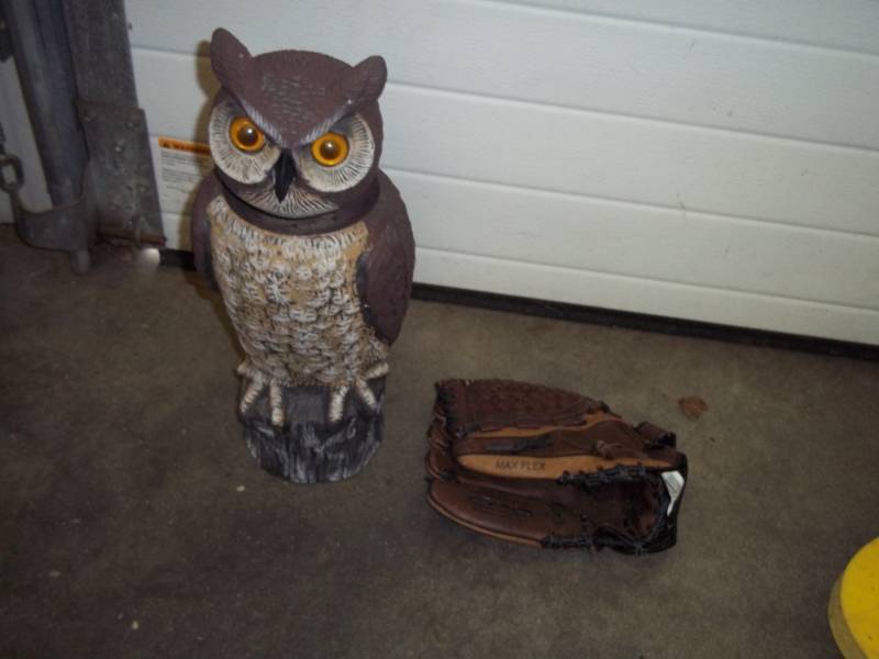 Owl and baseball glove