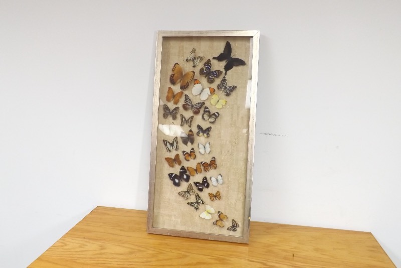 lot 34 image: Framed REAL Butterfly Collection