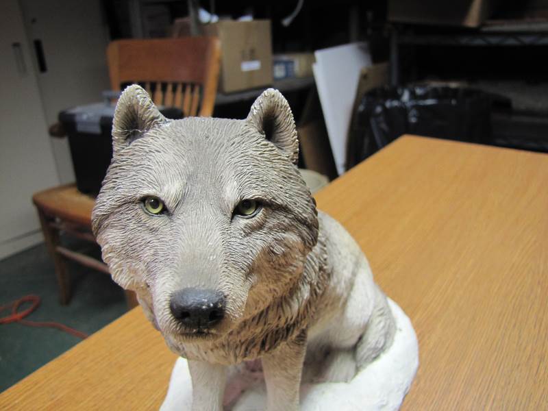 Beautiful Snow Wolf