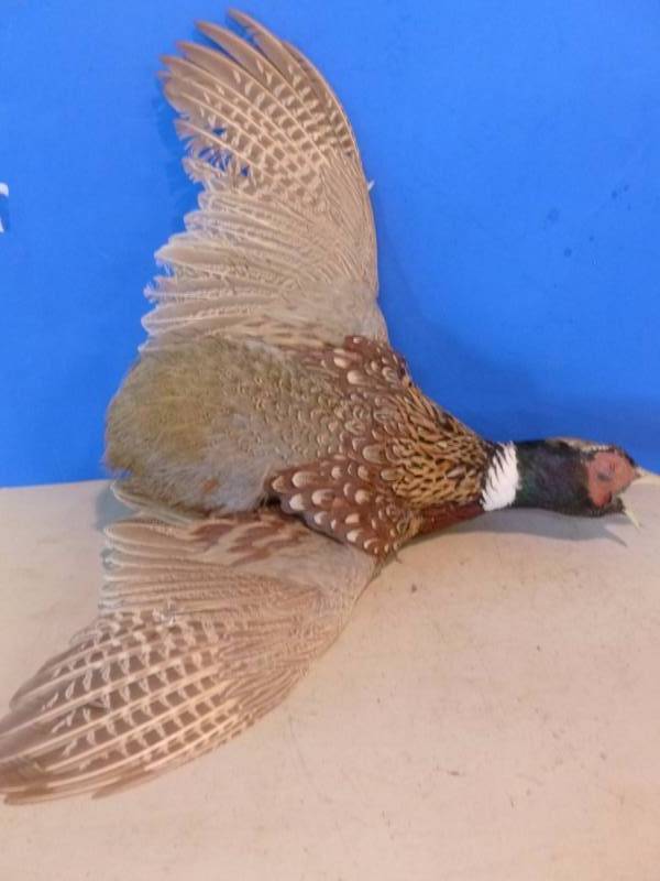lot 302 image: Pheasant Mount